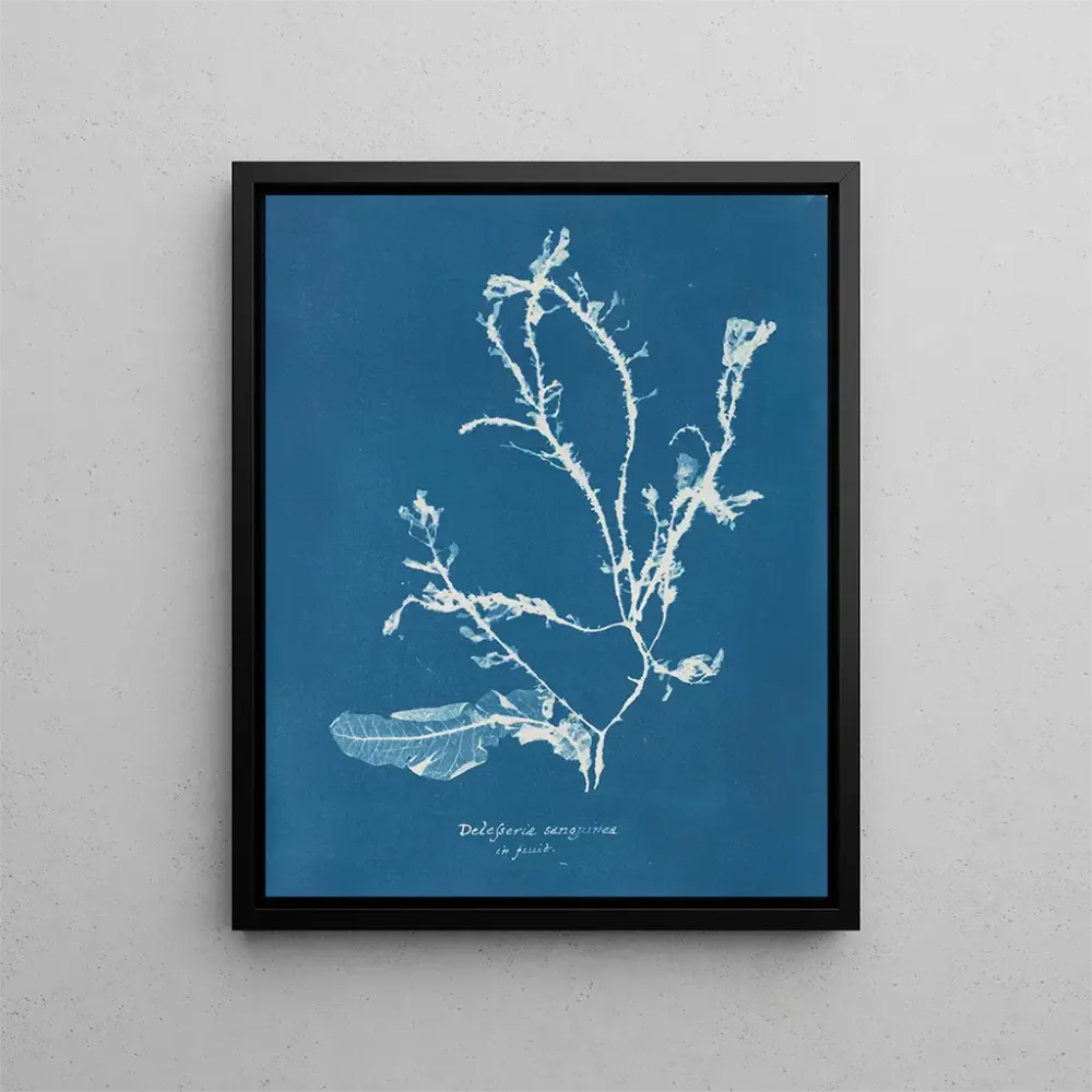 Maalaus Delesseria sanguinea en fruit - Anna Atkins | Taidetuloste