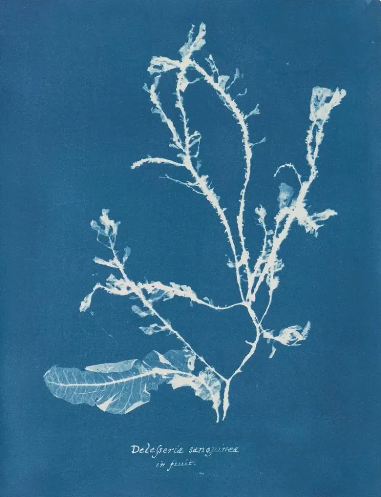Maalaus Delesseria sanguinea en fruit - Anna Atkins | Taidetuloste