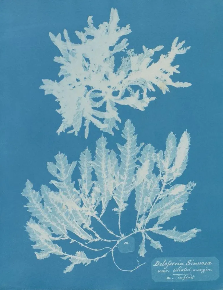 Maalaus Delesseria sinuosa marge ciliée du fruit - Anna Atkins | Taidetuloste