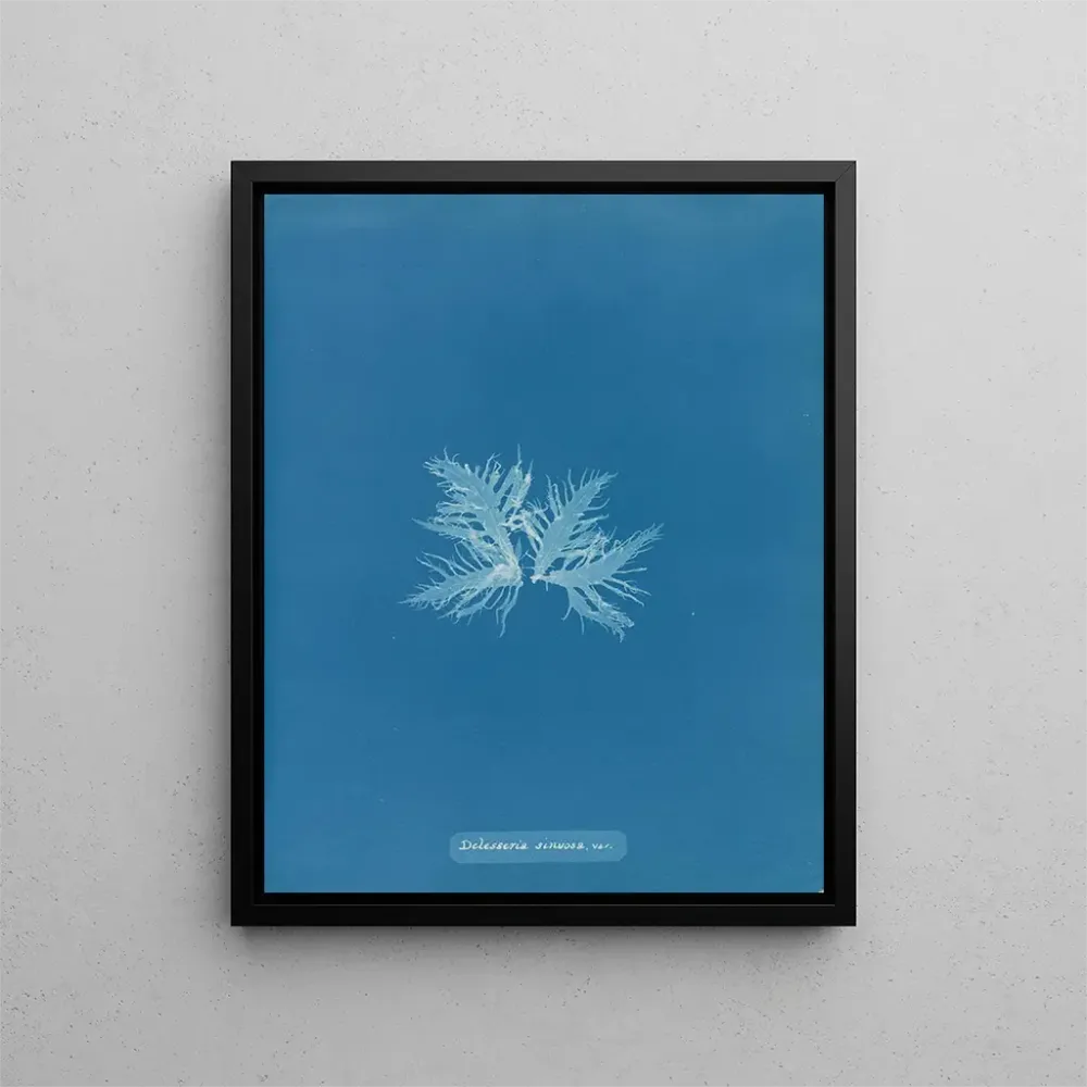 Maalaus Delesseria sinuosa var. - Anna Atkins | Taidetuloste