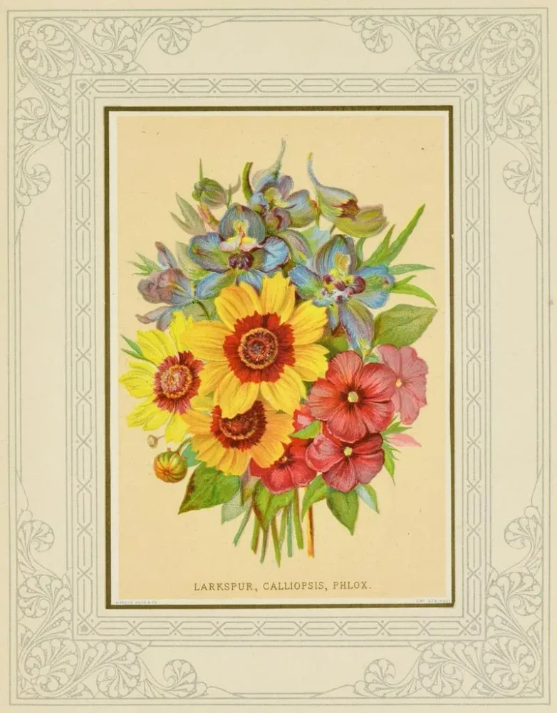 Maalaus Delphinium, calliopsis, phlox - Marcus Ward & Co. | Taidetuloste