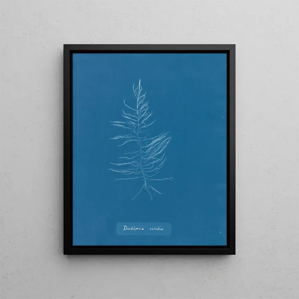 Maalaus Dichloria viridis - Anna Atkins | Taidetuloste