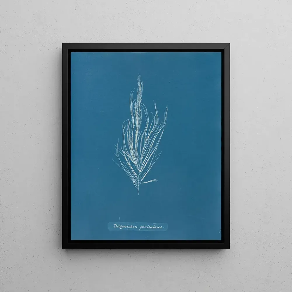 Maalaus Dictyosiphon foeniculacea - Anna Atkins | Taidetuloste