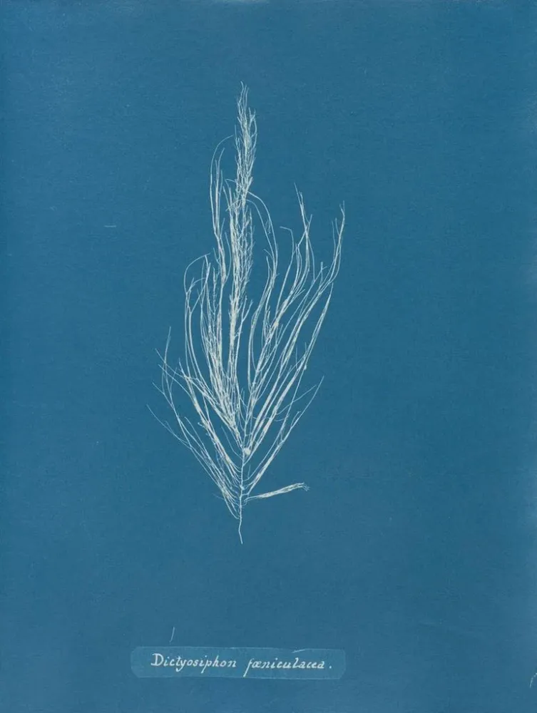 Maalaus Dictyosiphon foeniculacea - Anna Atkins | Taidetuloste
