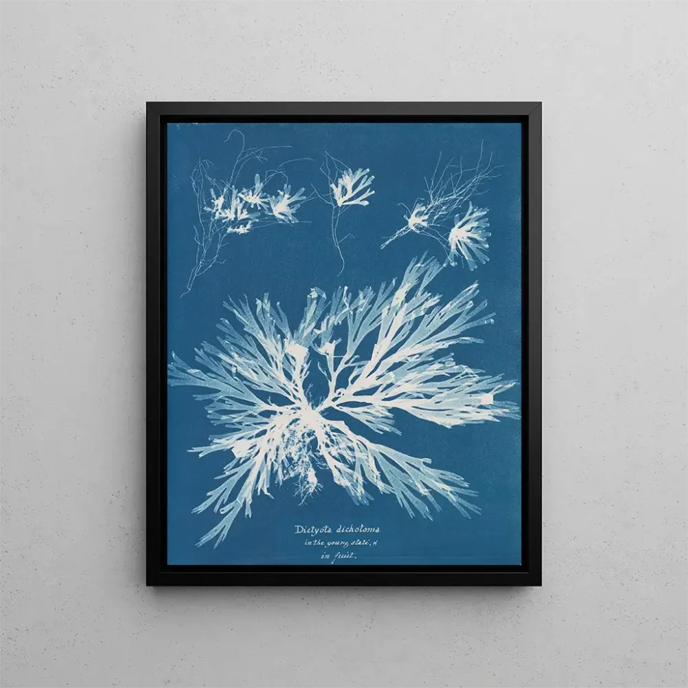 Maalaus Dictyota dichotoma nuorena ja hedelmällisenä - Anna Atkins | Taidetuloste