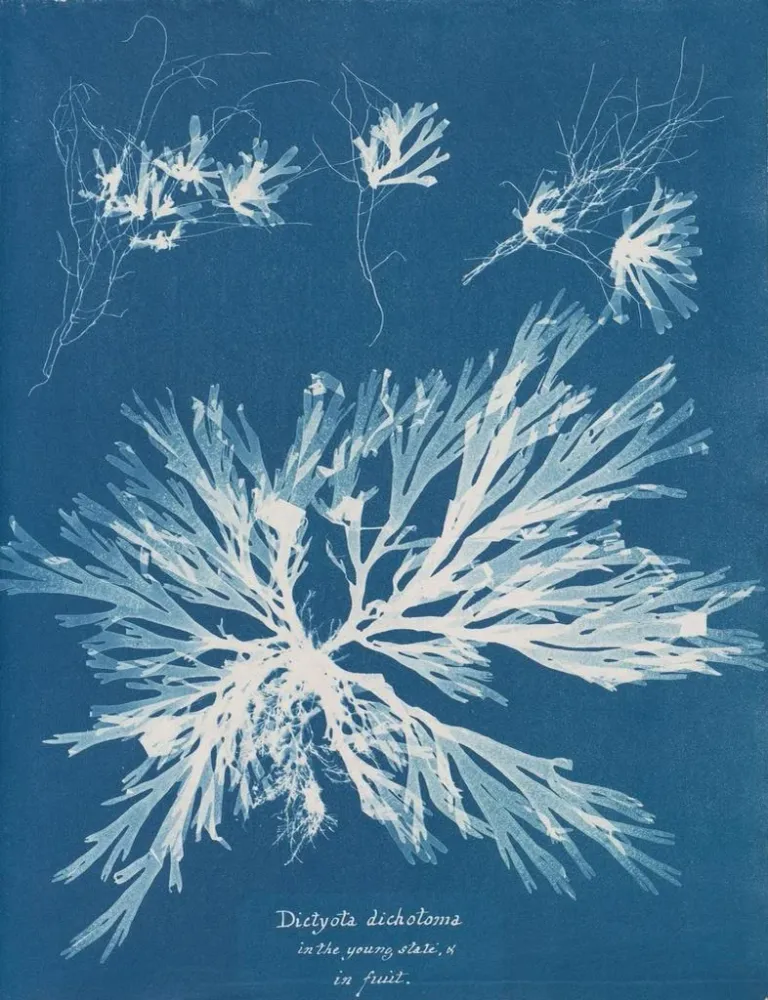 Maalaus Dictyota dichotoma nuorena ja hedelmällisenä - Anna Atkins | Taidetuloste
