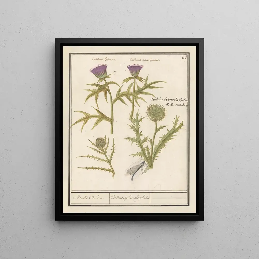 Maalaus Distel Carduus et artisjok Cynara cardunculus Bolle Caerden Cardius Spherochephalus - Anselmus Botius de Boodt | T...