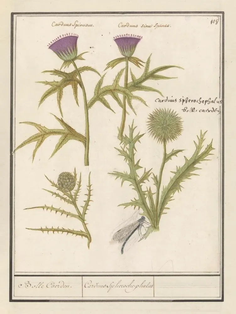 Maalaus Distel Carduus et artisjok Cynara cardunculus Bolle Caerden Cardius Spherochephalus - Anselmus Botius de Boodt | T...