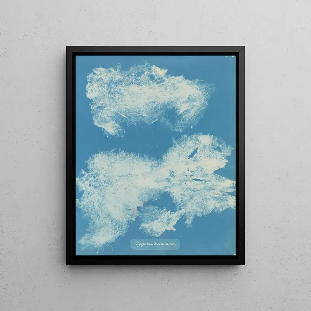 Maalaus Dîmes de Zygnema - Anna Atkins | Taidetuloste