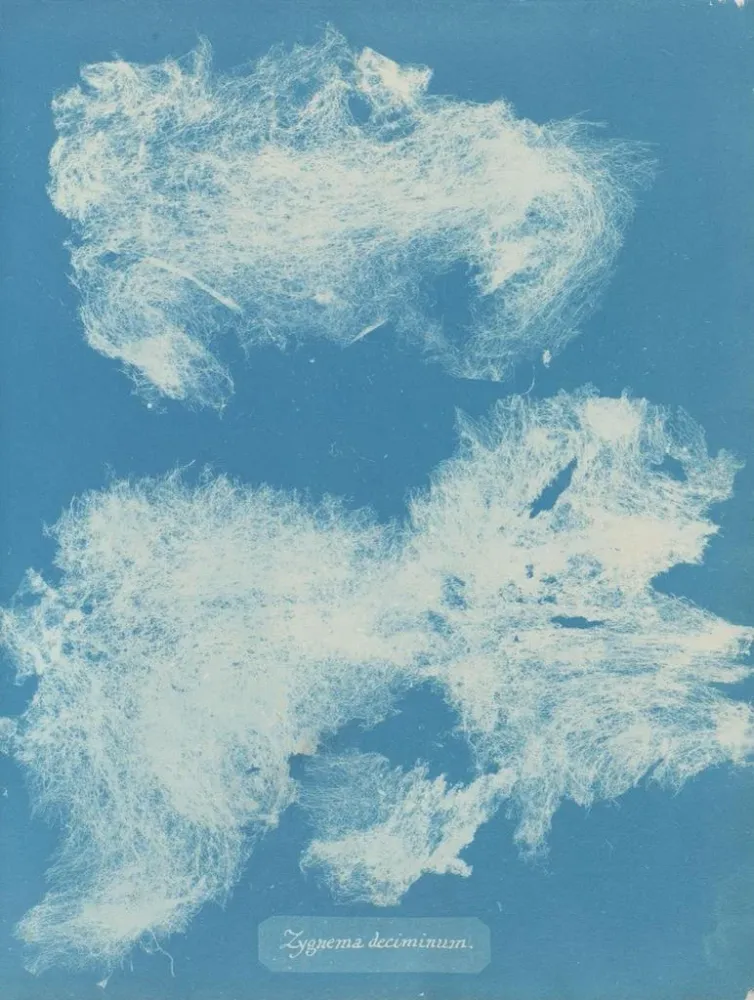 Maalaus Dîmes de Zygnema - Anna Atkins | Taidetuloste