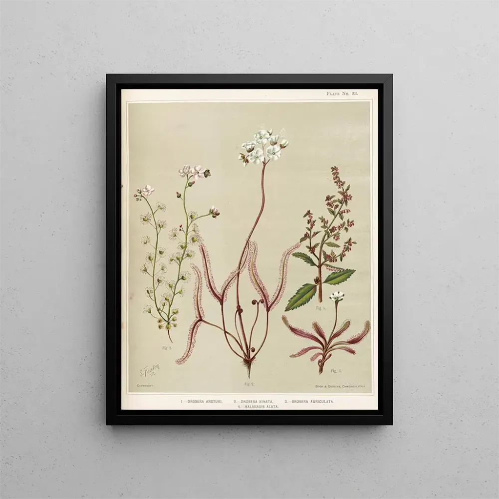 Maalaus 1 Drosera arcturi 2 Drosera binata 3 Drosera auriculata 4 Halaragis altata - Sarah Featon | Taidetuloste