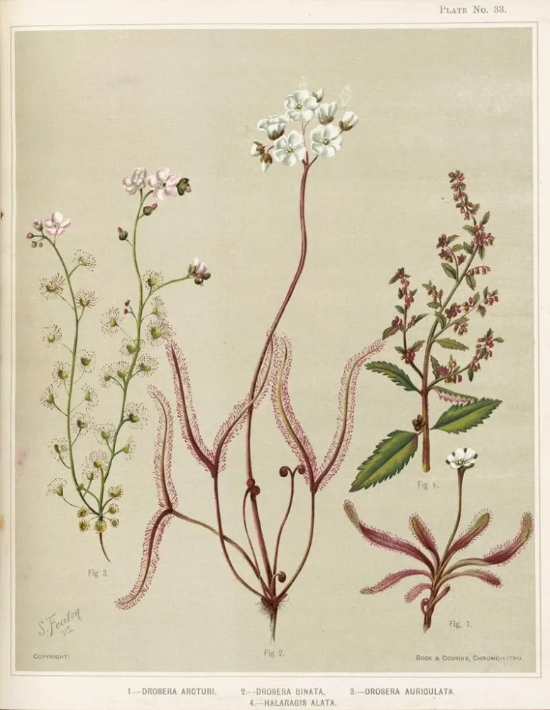 Maalaus 1 Drosera arcturi 2 Drosera binata 3 Drosera auriculata 4 Halaragis altata - Sarah Featon | Taidetuloste