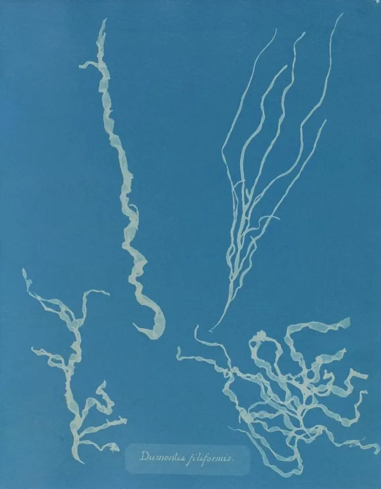 Maalaus Dumontia filiformis - Anna Atkins | Taidetuloste