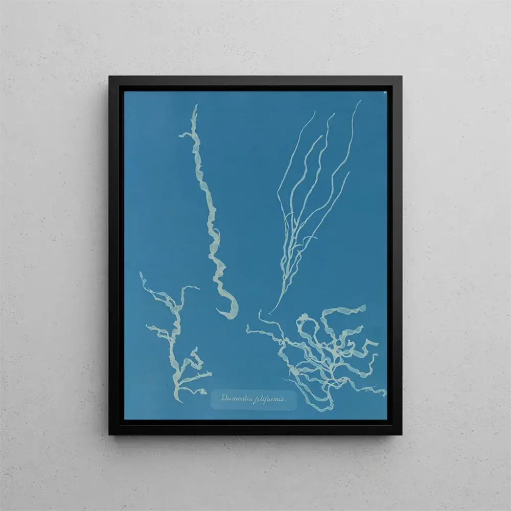 Maalaus Dumontia filiformis - Anna Atkins | Taidetuloste