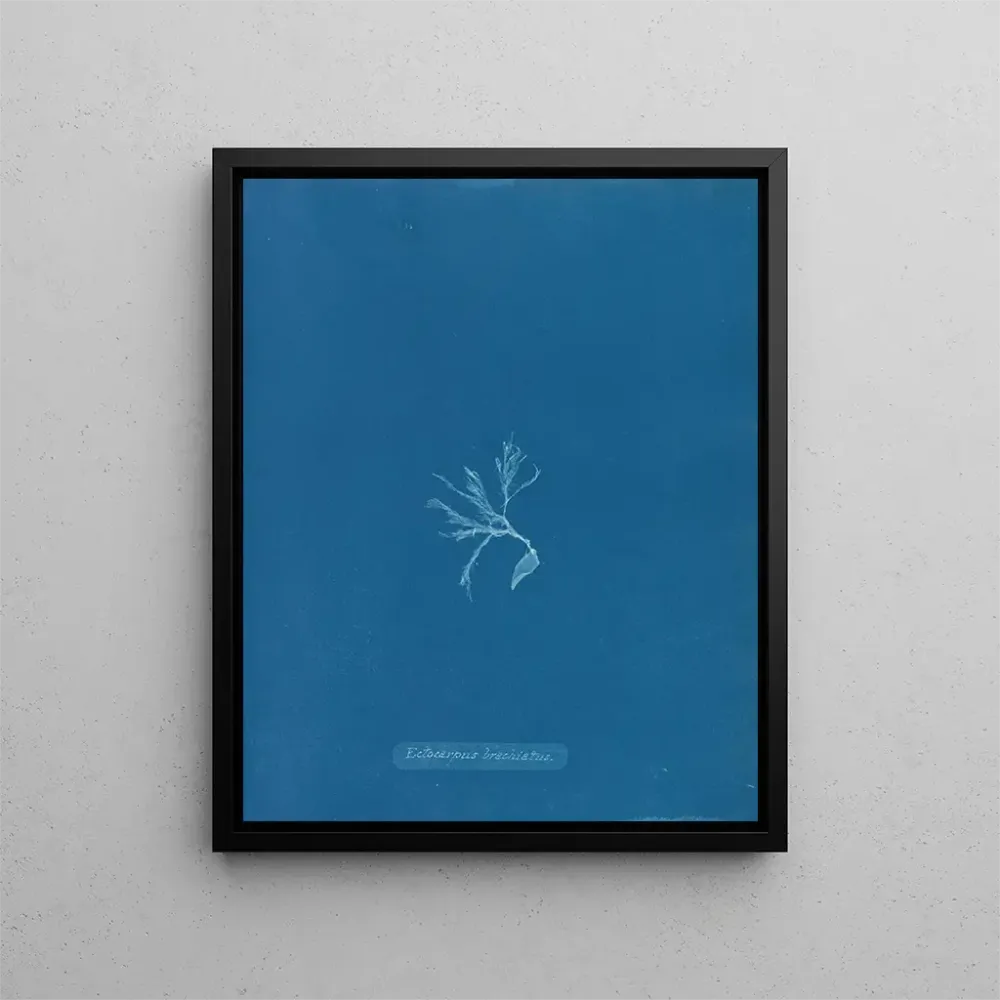 Maalaus Ectocarpus brachiatus - Anna Atkins | Taidetuloste