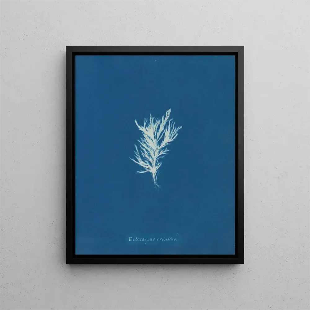 Maalaus Ectocarpus crinitus - Anna Atkins | Taidetuloste