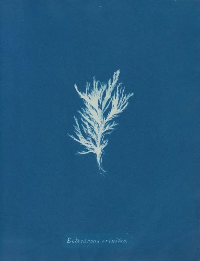 Maalaus Ectocarpus crinitus - Anna Atkins | Taidetuloste