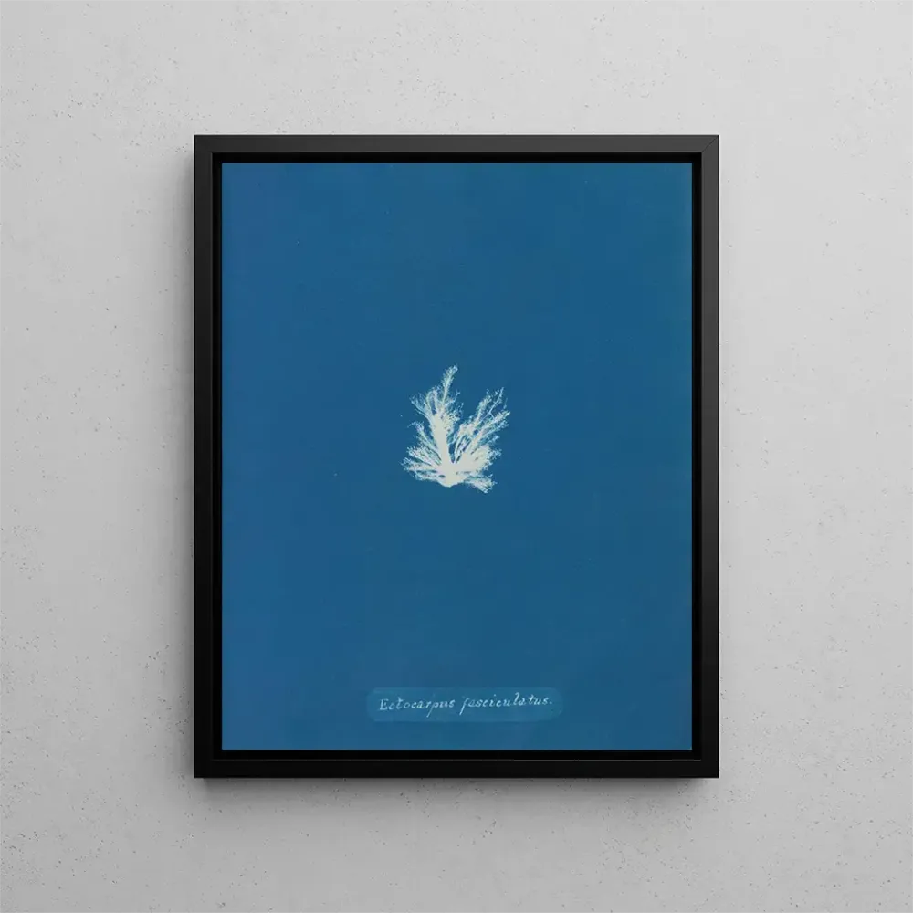 Maalaus Ectocarpus fasciculatus - Anna Atkins | Taidetuloste