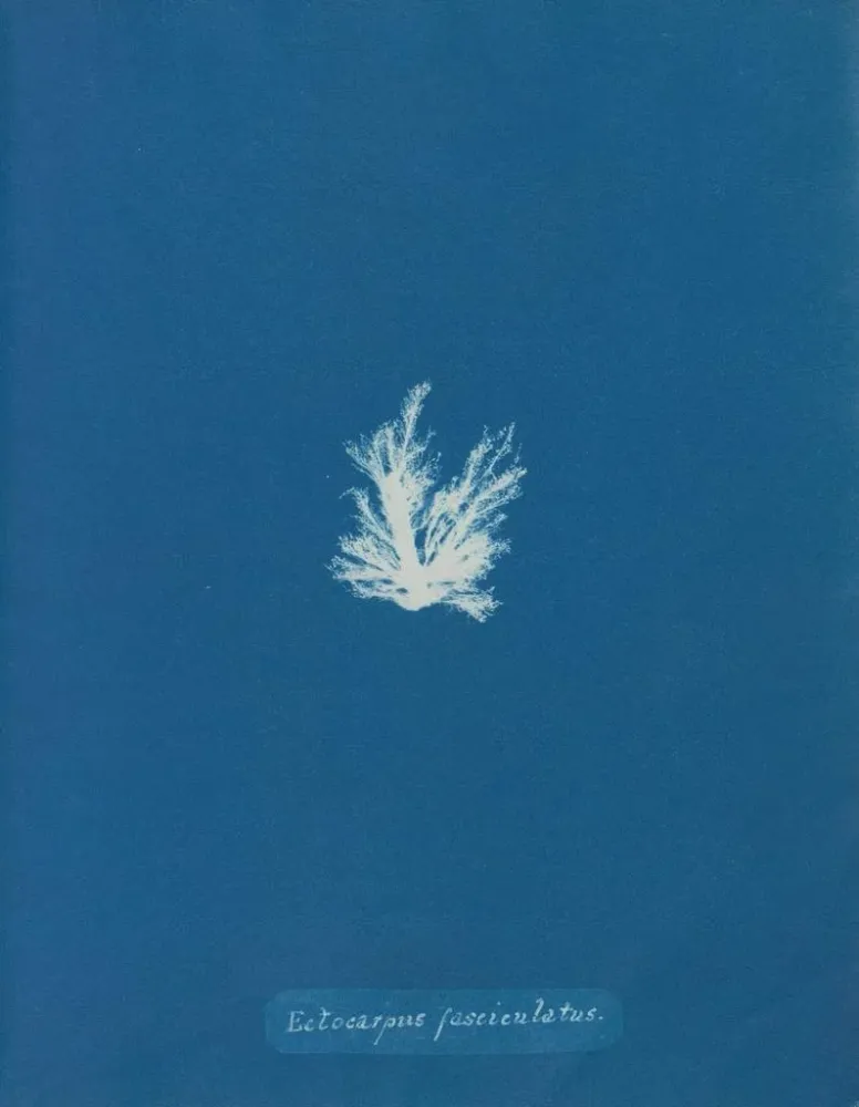 Maalaus Ectocarpus fasciculatus - Anna Atkins | Taidetuloste