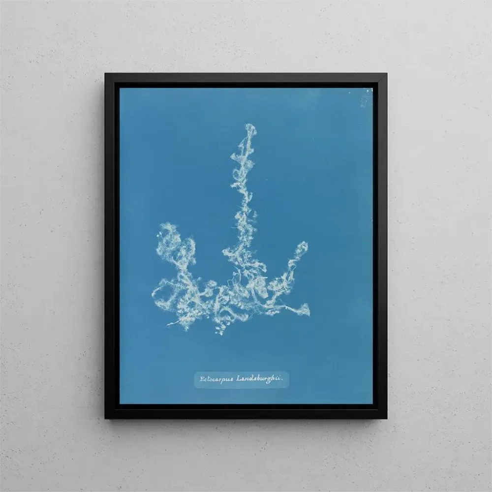 Maalaus Ectocarpus landsburghii - Anna Atkins | Taidetuloste