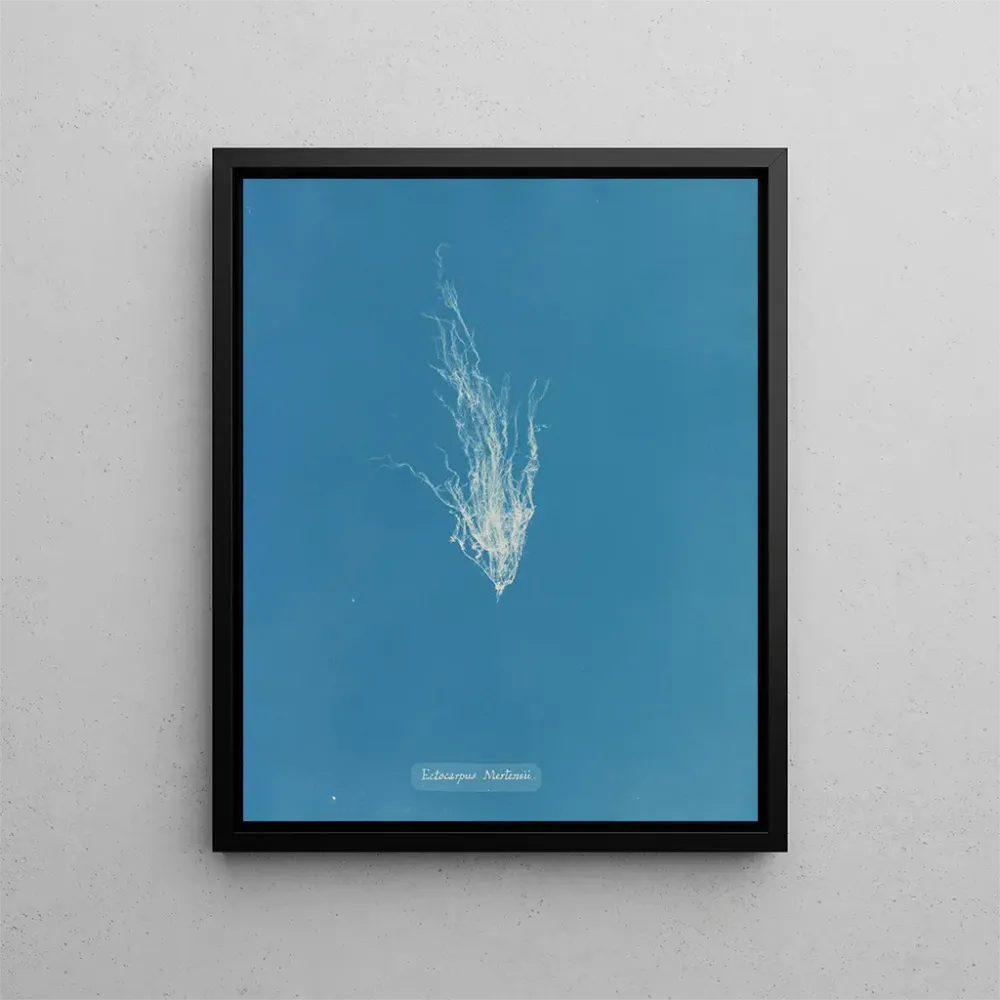 Maalaus Ectocarpus mertensii - Anna Atkins | Taidetuloste