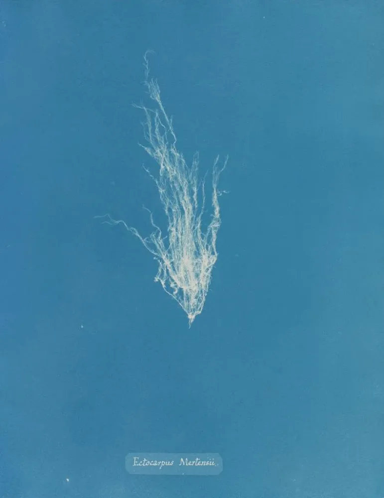Maalaus Ectocarpus mertensii - Anna Atkins | Taidetuloste