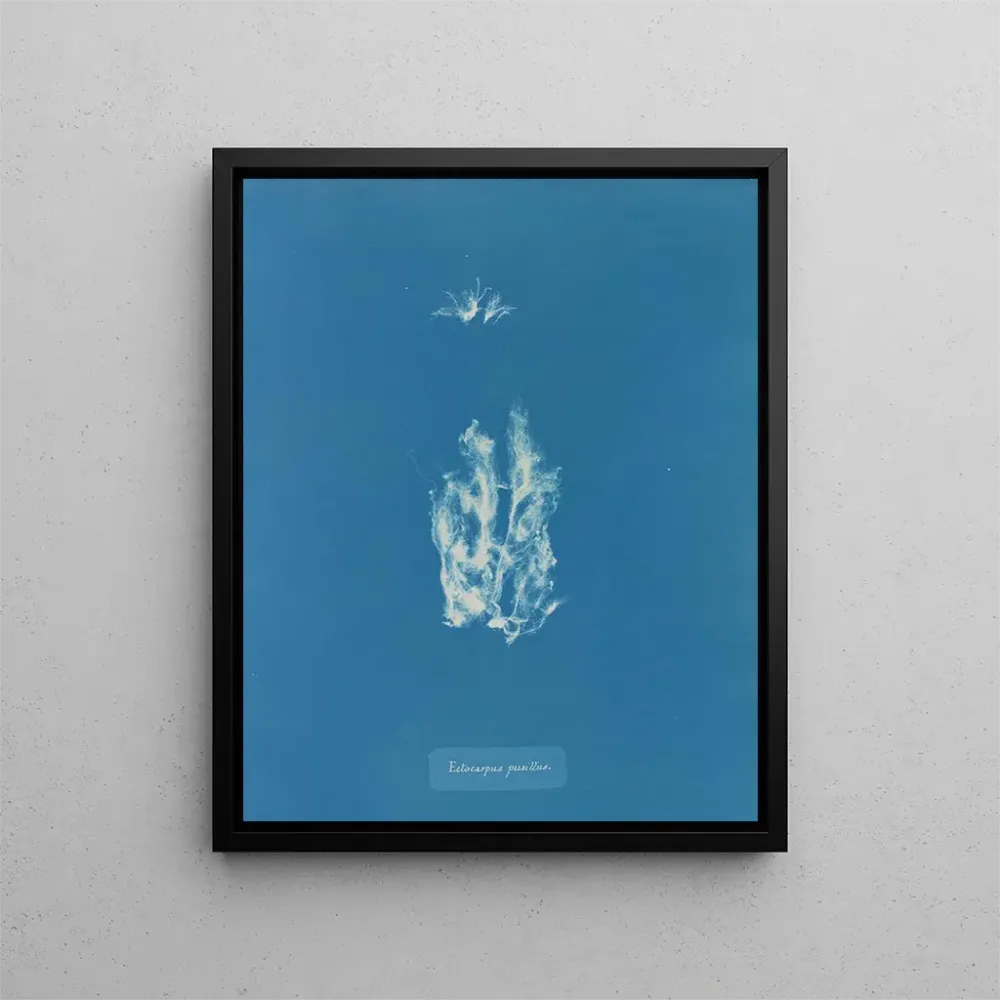 Maalaus Ectocarpus punillus - Anna Atkins | Taidetuloste