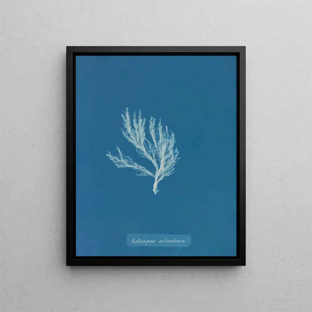 Maalaus Ectocarpus siliculosus - Anna Atkins | Taidetuloste