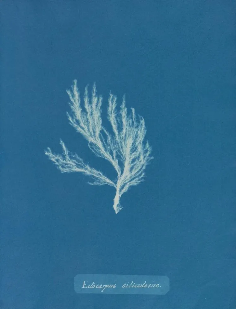 Maalaus Ectocarpus siliculosus - Anna Atkins | Taidetuloste