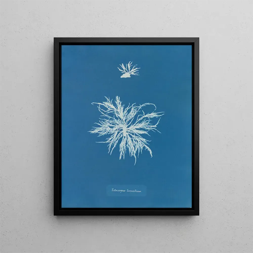 Maalaus Ectocarpus tomentosus - Anna Atkins | Taidetuloste