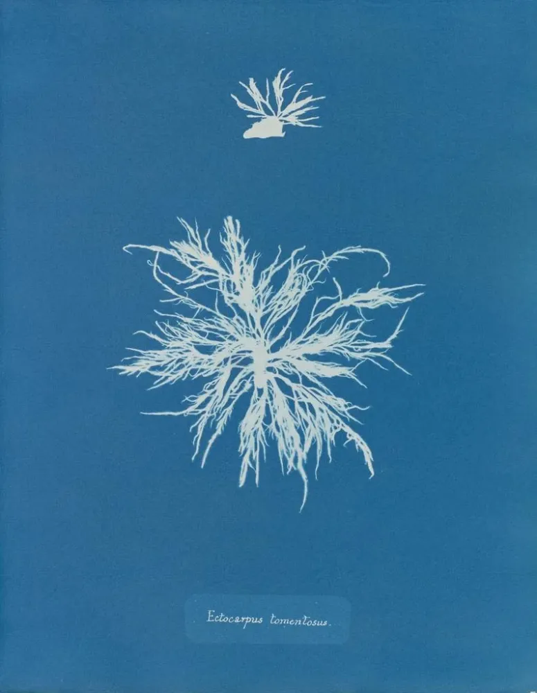 Maalaus Ectocarpus tomentosus - Anna Atkins | Taidetuloste