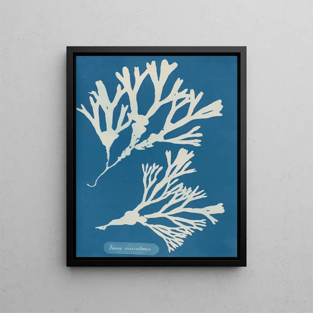 Maalaus Encre vésiculaire - Anna Atkins | Taidetuloste