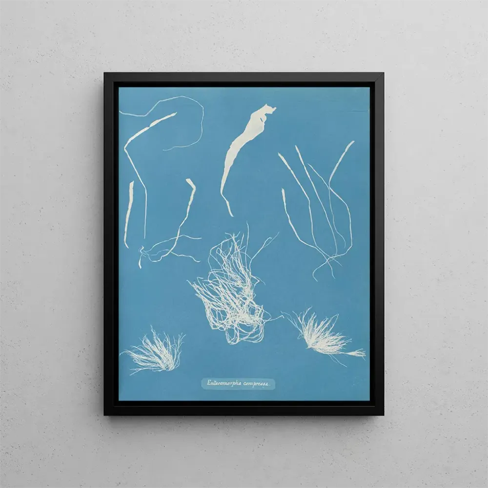 Maalaus Enteromorpha compressa - Anna Atkins | Taidetuloste