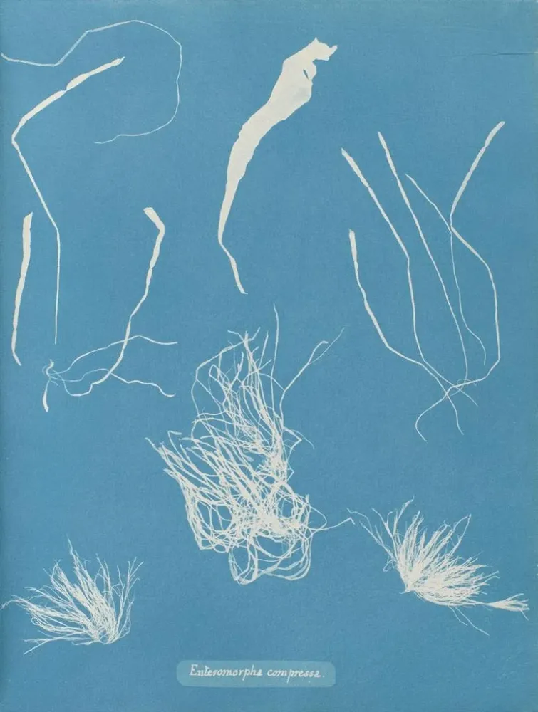 Maalaus Enteromorpha compressa - Anna Atkins | Taidetuloste