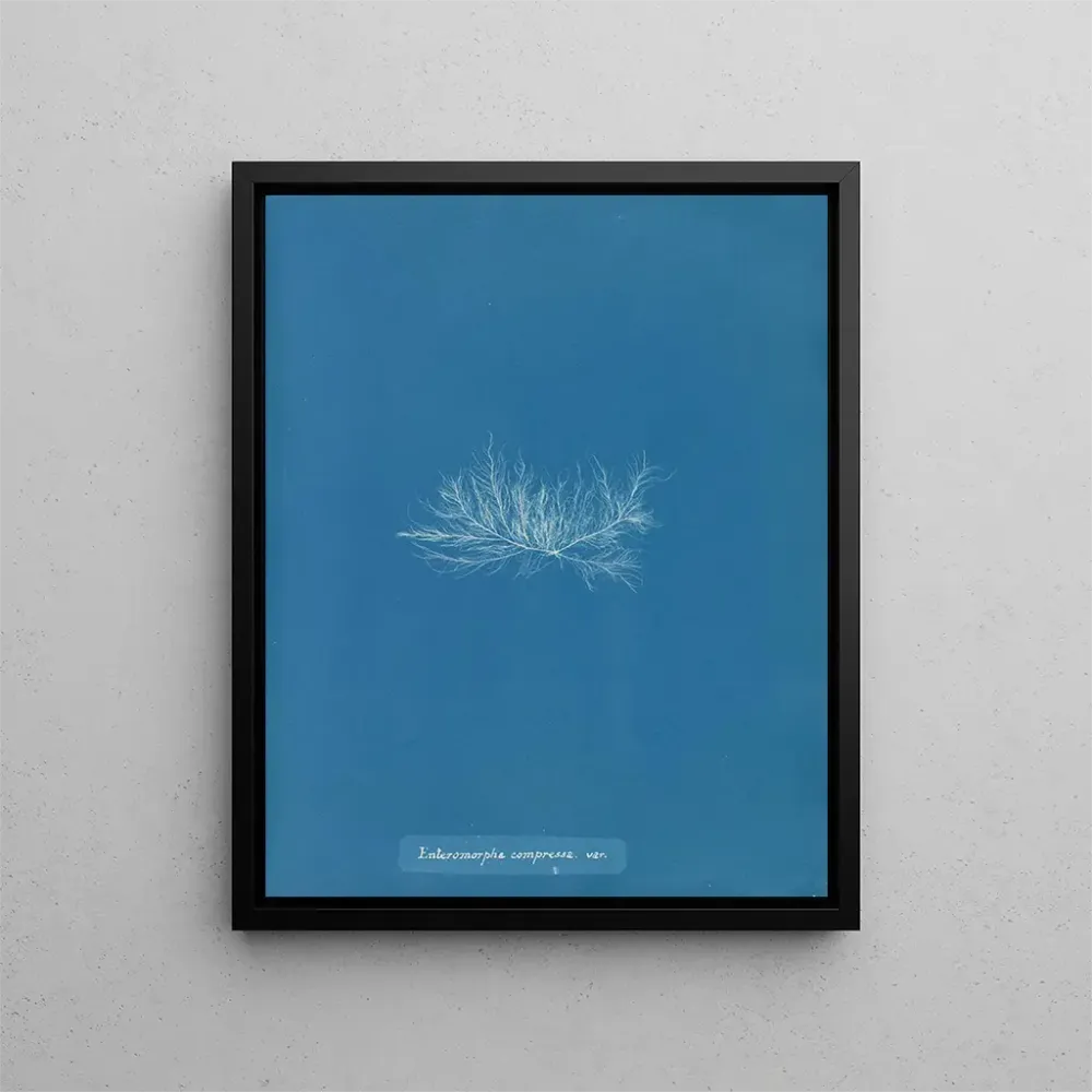 Maalaus Enteromorpha compressa var. - Anna Atkins | Taidetuloste
