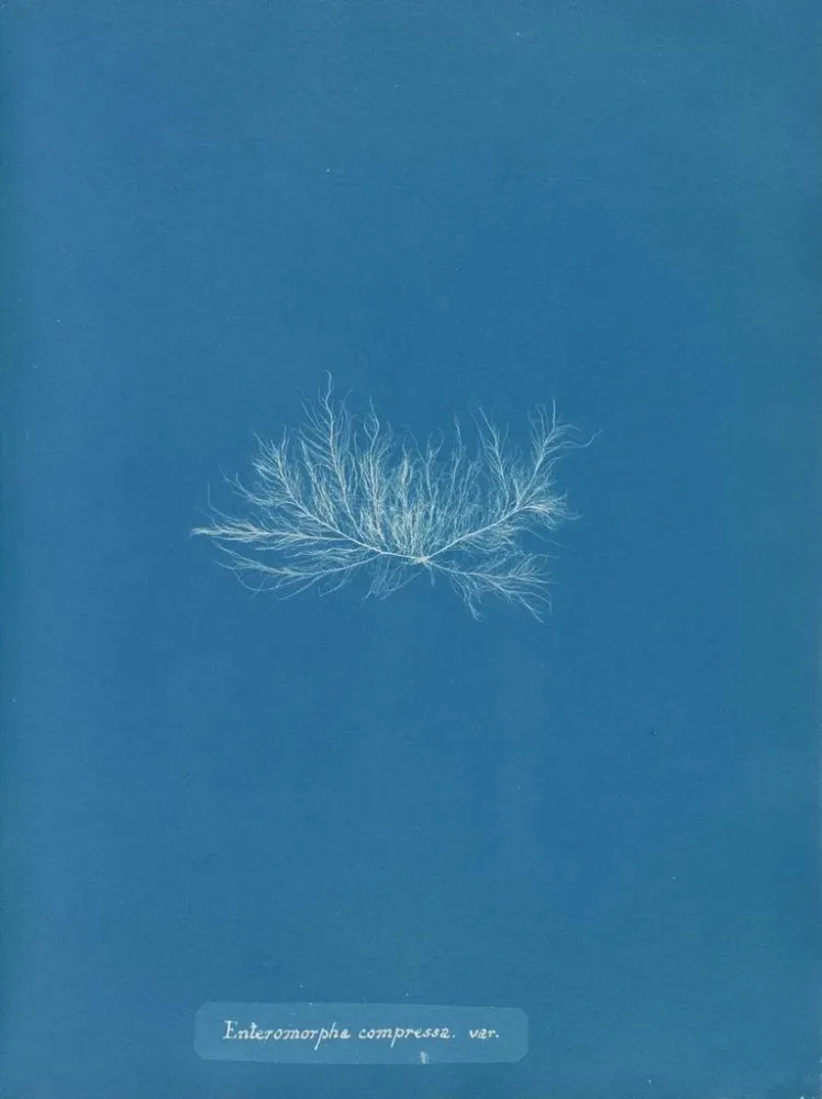 Maalaus Enteromorpha compressa var. - Anna Atkins | Taidetuloste
