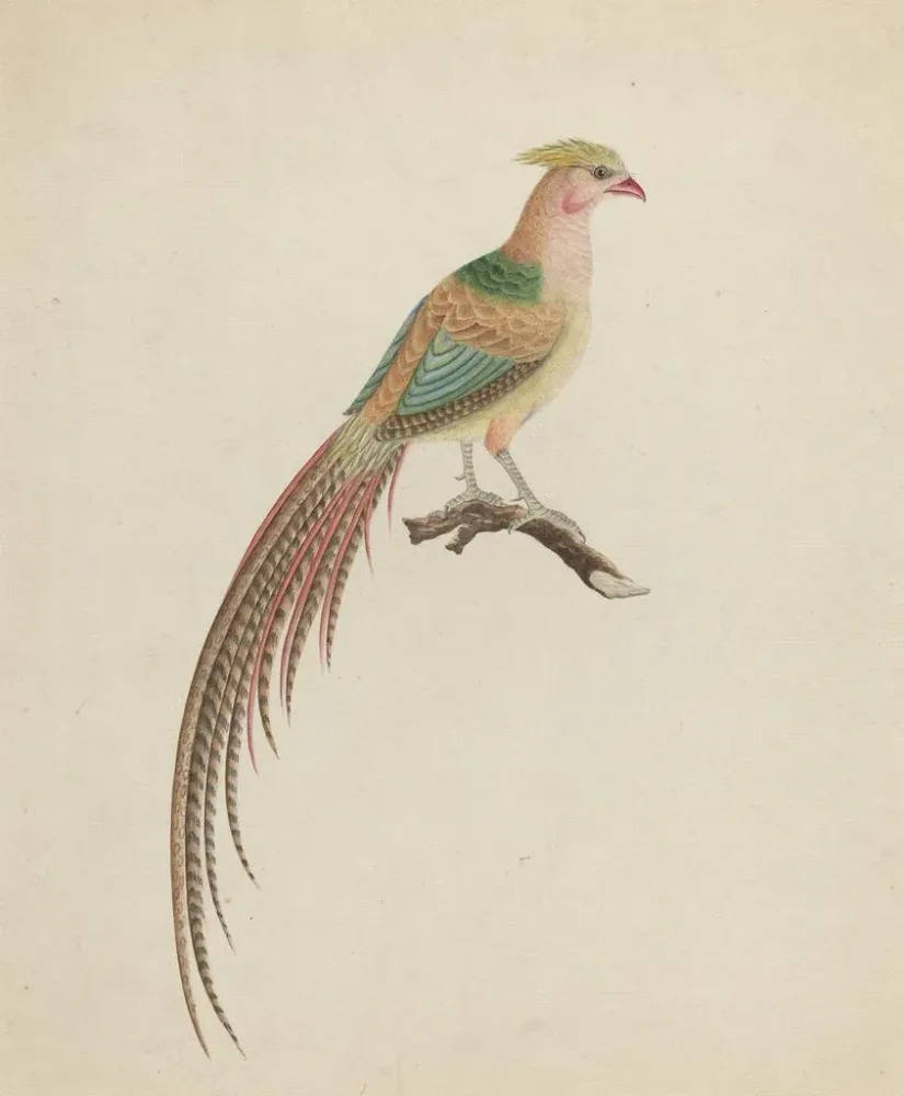 Maalaus Faisan doré Chrysolophus pictus - Anonyme | Taidetuloste