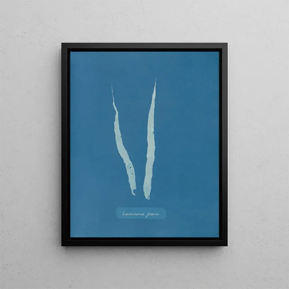 Maalaus Fascia laminaire - Anna Atkins | Taidetuloste
