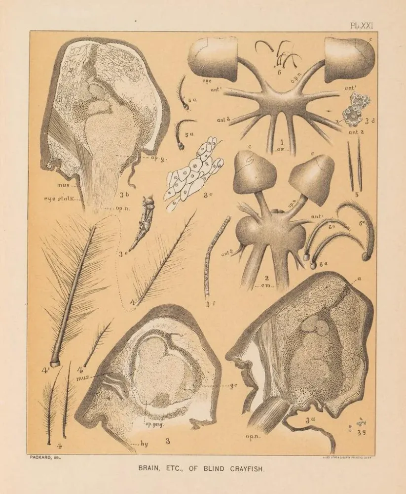 Maalaus La faune des grottes d'Amérique du Nord Pl 21 - Alpheus Spring Packard | Taidetuloste