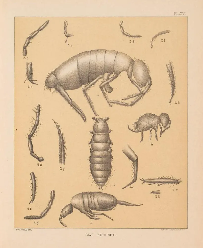 Maalaus La faune des grottes d'Amérique du Nord Pl 16 - Alpheus Spring Packard | Taidetuloste
