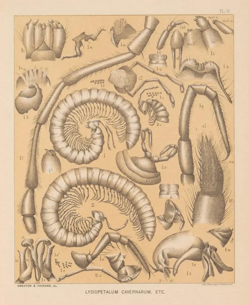 Maalaus La faune des grottes d'Amérique du Nord Pl 06 - Alpheus Spring Packard | Taidetuloste