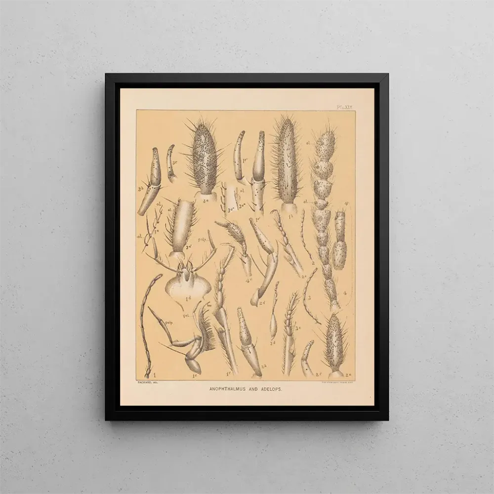 Maalaus La faune des grottes d'Amérique du Nord Pl 19 - Alpheus Spring Packard | Taidetuloste