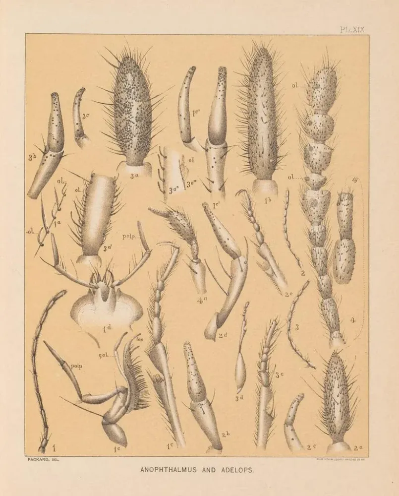 Maalaus La faune des grottes d'Amérique du Nord Pl 19 - Alpheus Spring Packard | Taidetuloste