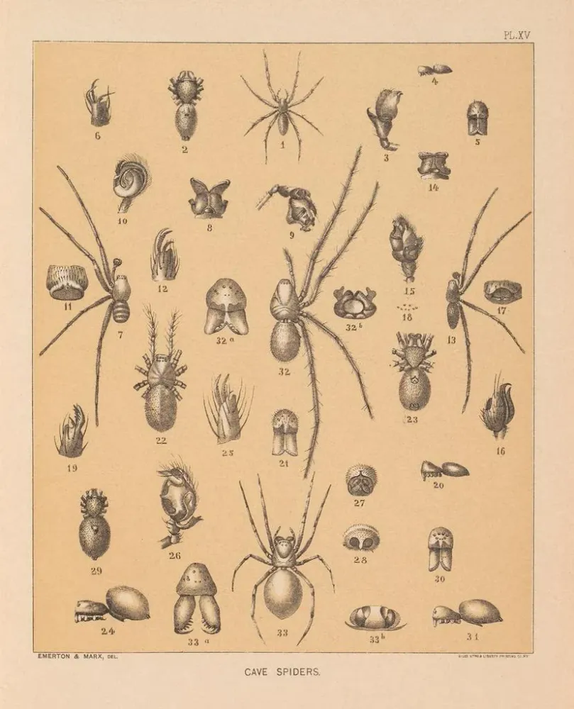Maalaus La faune des grottes d'Amérique du Nord Pl 15 - Alpheus Spring Packard | Taidetuloste