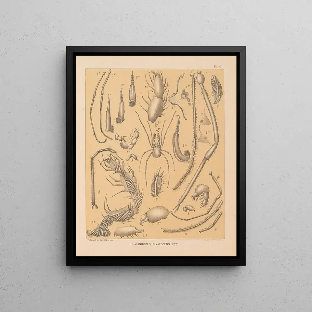 Maalaus La faune des grottes d'Amérique du Nord Pl 12 - Alpheus Spring Packard | Taidetuloste