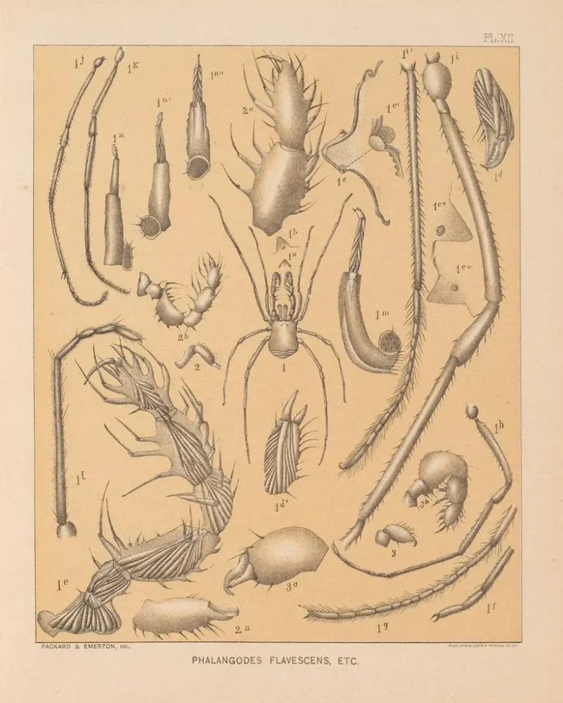 Maalaus La faune des grottes d'Amérique du Nord Pl 12 - Alpheus Spring Packard | Taidetuloste