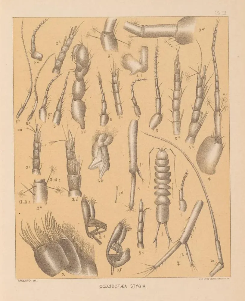 Maalaus La faune des grottes d'Amérique du Nord Pl 03 - Alpheus Spring Packard | Taidetuloste