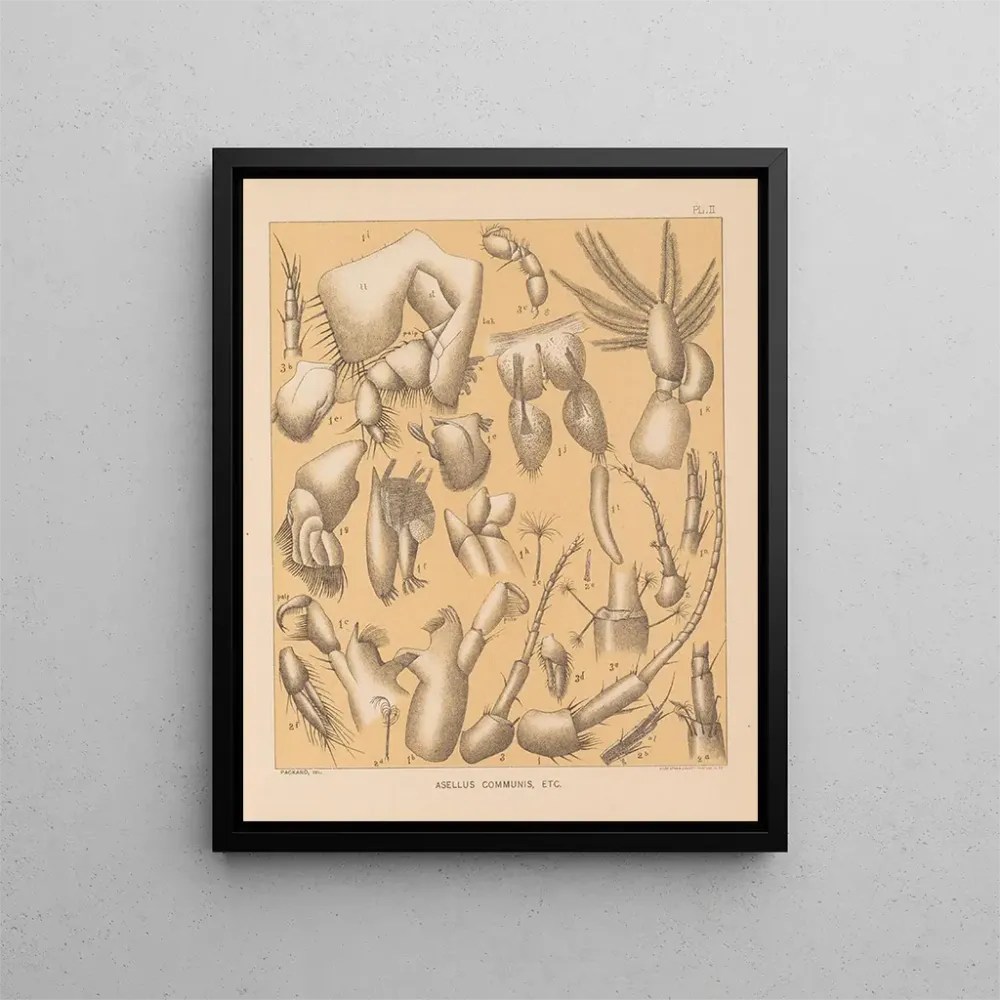 Maalaus La faune des grottes d'Amérique du Nord Pl 02 - Alpheus Spring Packard | Taidetuloste