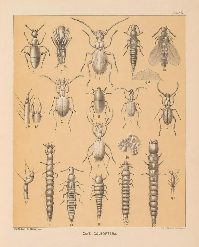 Maalaus La faune des grottes d'Amérique du Nord Pl 20 - Alpheus Spring Packard | Taidetuloste