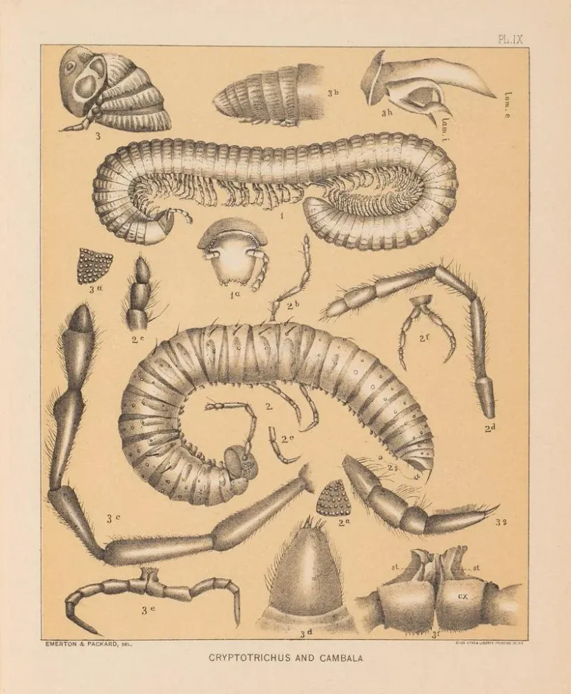 Maalaus La faune des grottes d'Amérique du Nord Pl 09 - Alpheus Spring Packard | Taidetuloste
